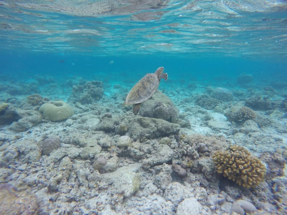 Sport & Freizeit NH Collection Maldives Reethi Resort