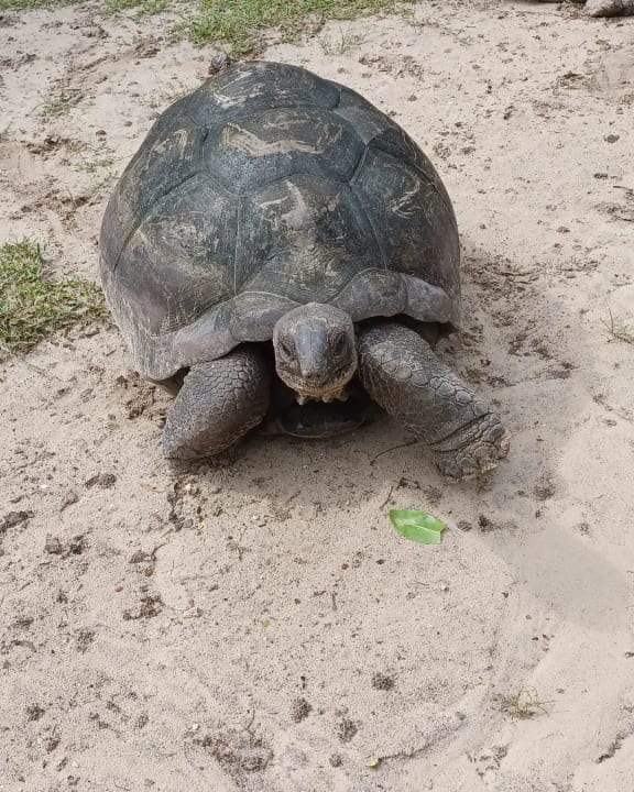 Sonstiges Constance Ephelia