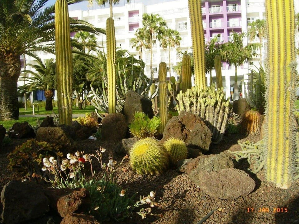 Herrliche Arrangements Hotel Riu Gran Canaria