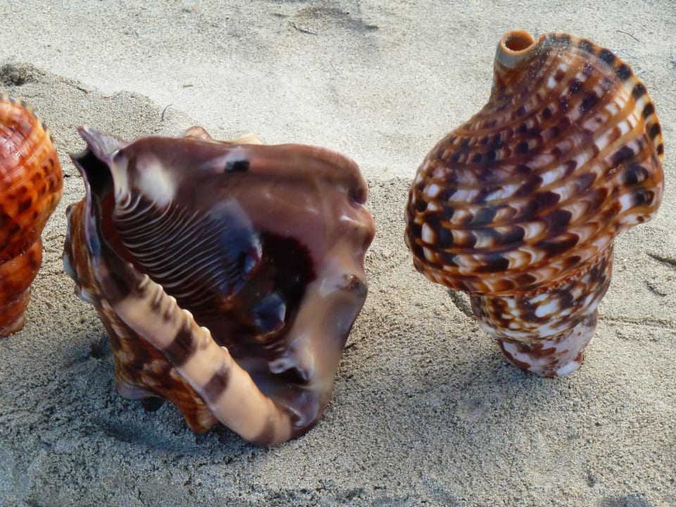 So schön sie auch sind, gibt Ärger beim Zoll!!! Iberostar Waves Costa Dorada