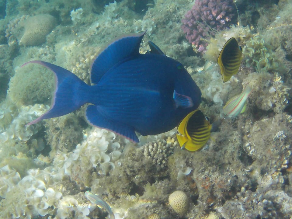 Blauer Drücker am Hausriff Happy Life Village