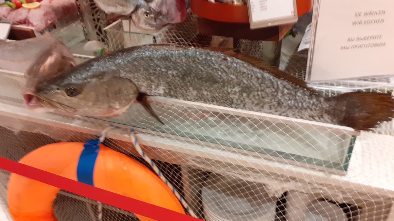 Gastro Acanthus Cennet Barut Collection