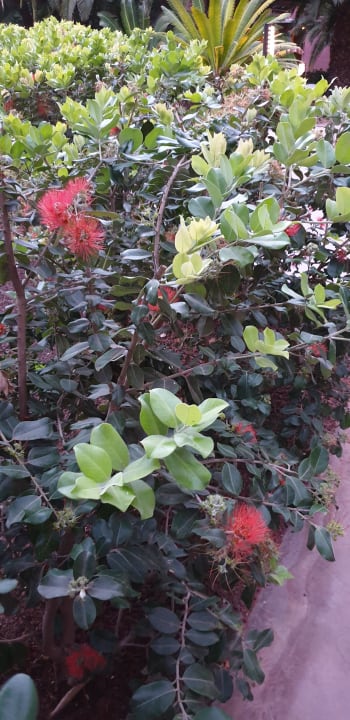 Gartenanlage Lopesan Baobab Resort