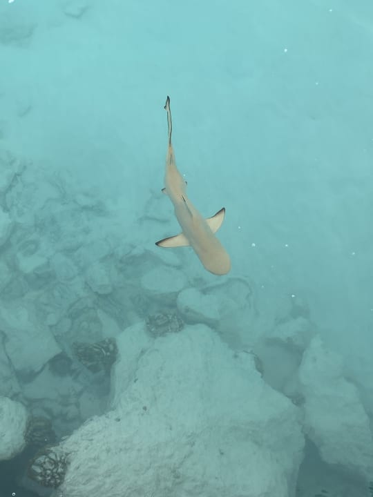 Strand OBLU SELECT Lobigili