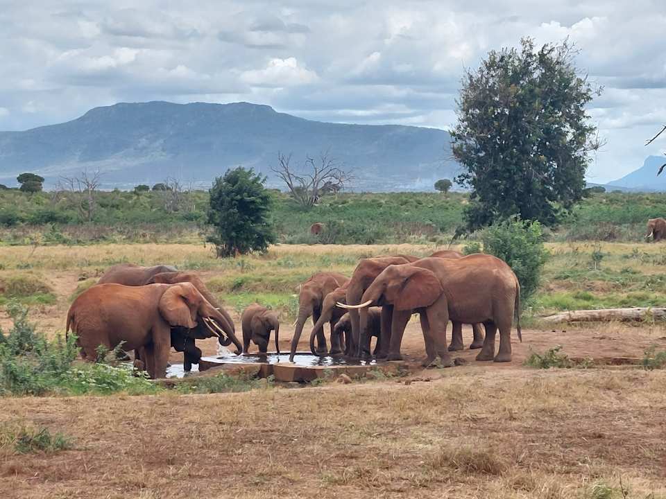 Sonstiges Sentrim Tsavo Lodge