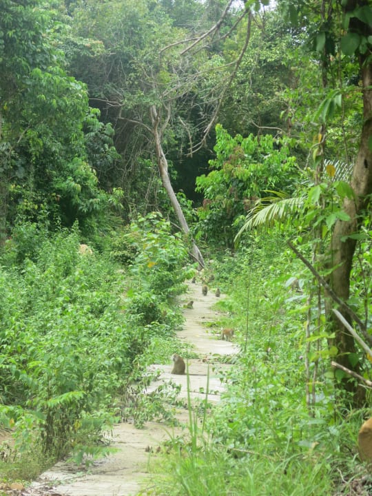 Hinter dem Hotel beginnt die Wildnis Tunamaya Resort