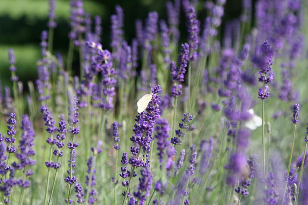 Gartenanlage Komfort Appartements Zirbenland