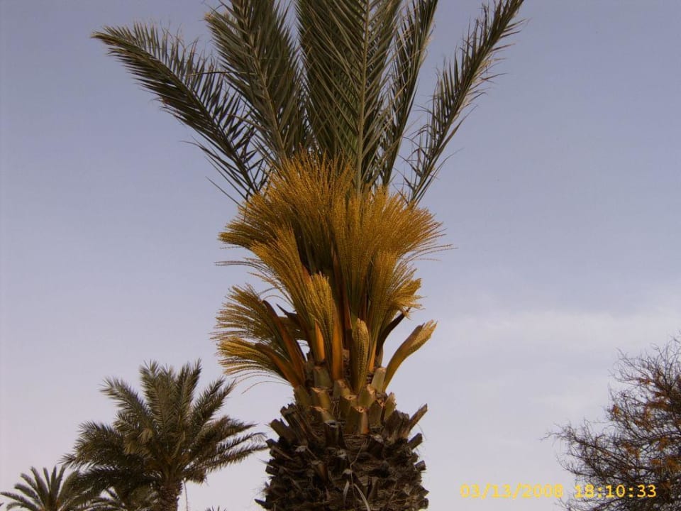 Das gibt eine reiche Dattelernte Hotel Sangho Club Zarzis