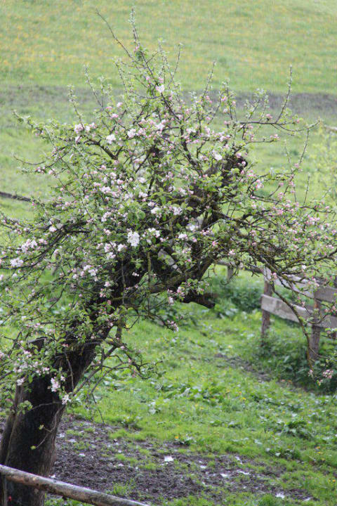 Frühling Naturparkpartner Bauernhof und Ferienhaus Sperl