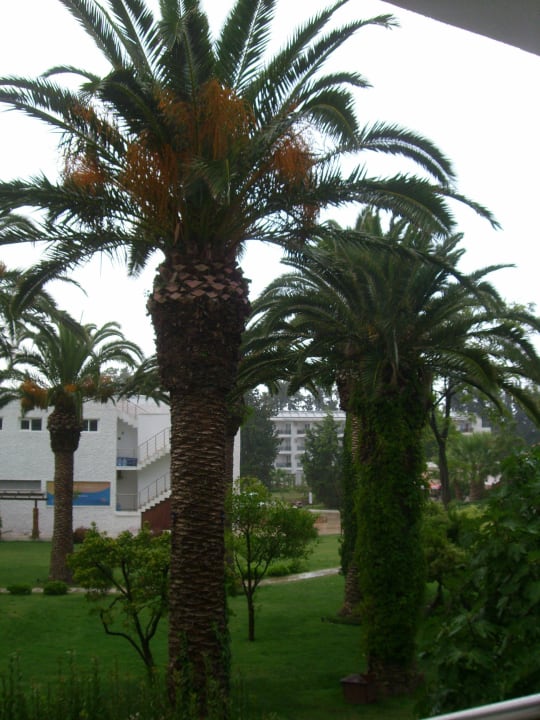 Schöne Palmen im Garten. Atlantique Holiday Club