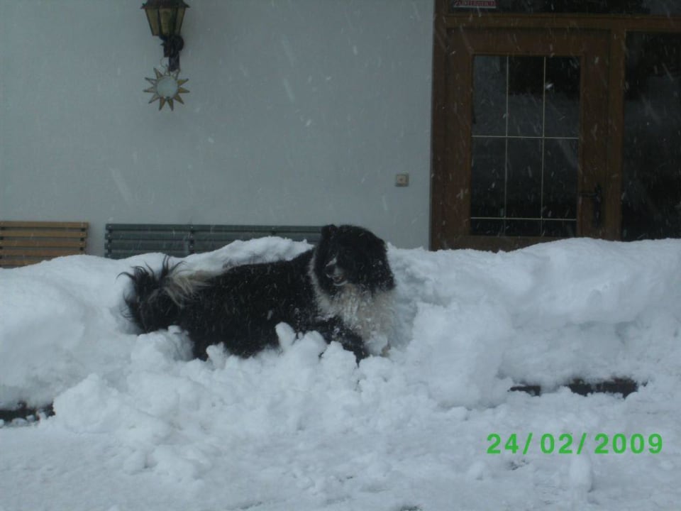 Hündin Leika Hotel Eichenhof