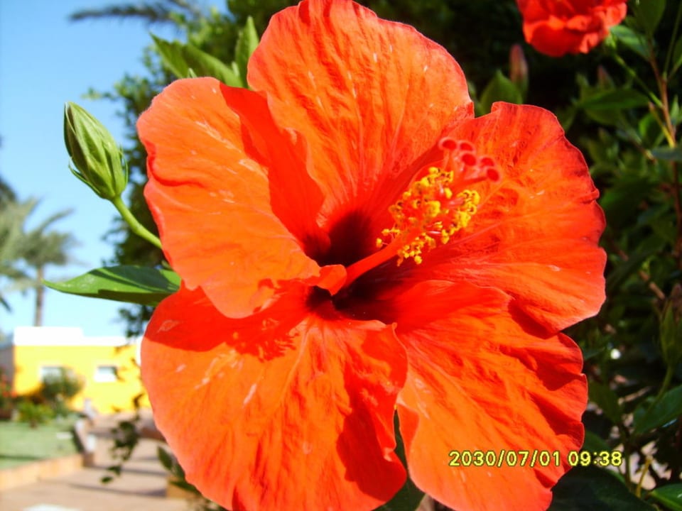 Blütenzeit Hotel Garbi Ibiza & Spa