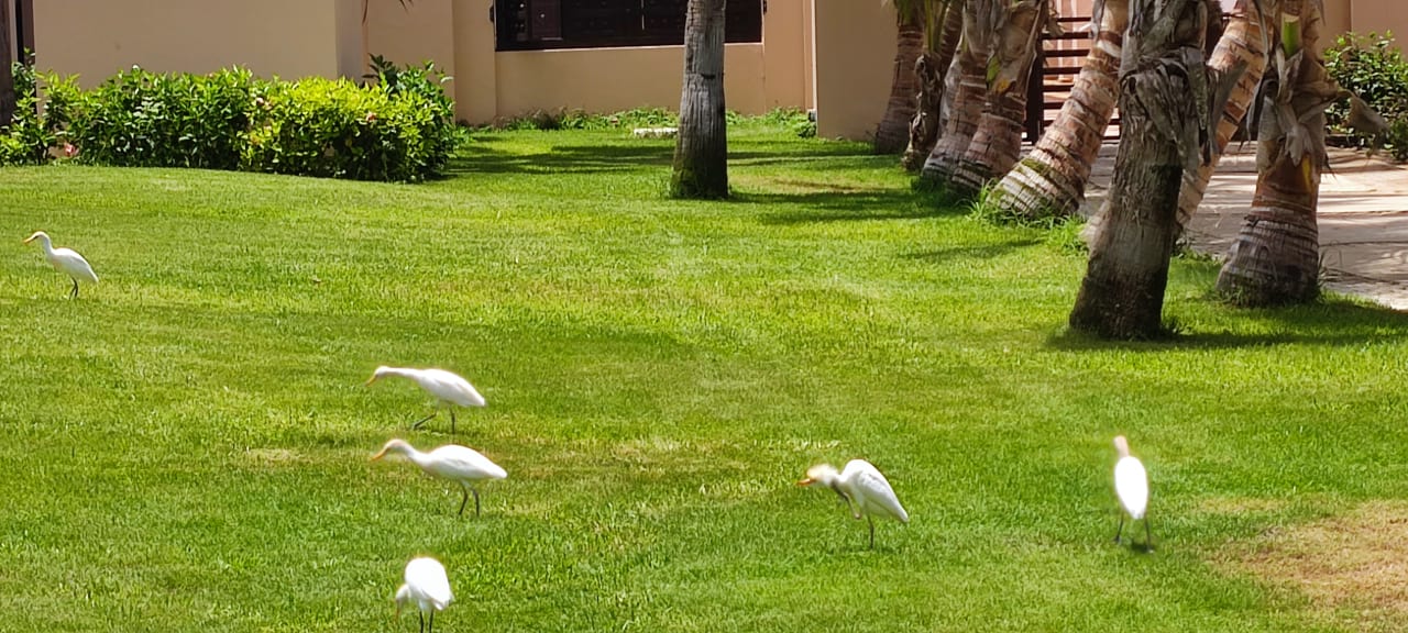 Gartenanlage Hotel Riu Cabo Verde