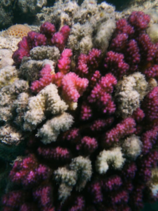 Plaża Stella Garden Resort & Spa, Makadi Bay