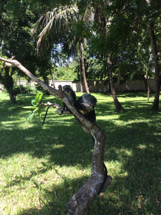 Gartenanlage Neptune Paradise Beach Resort & Spa