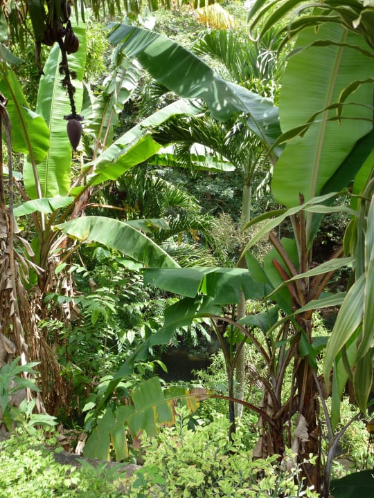 Hotelgarten - Natur pur Hotel Sunset Bay Club