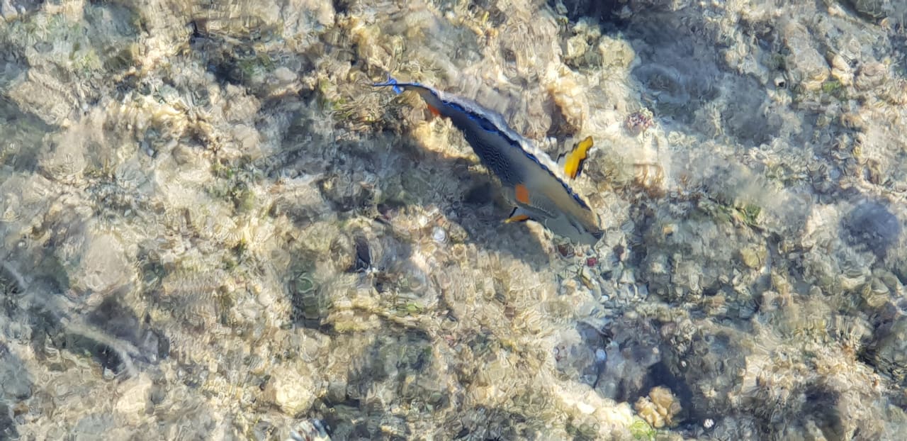 Strand Mövenpick Resort El Quseir