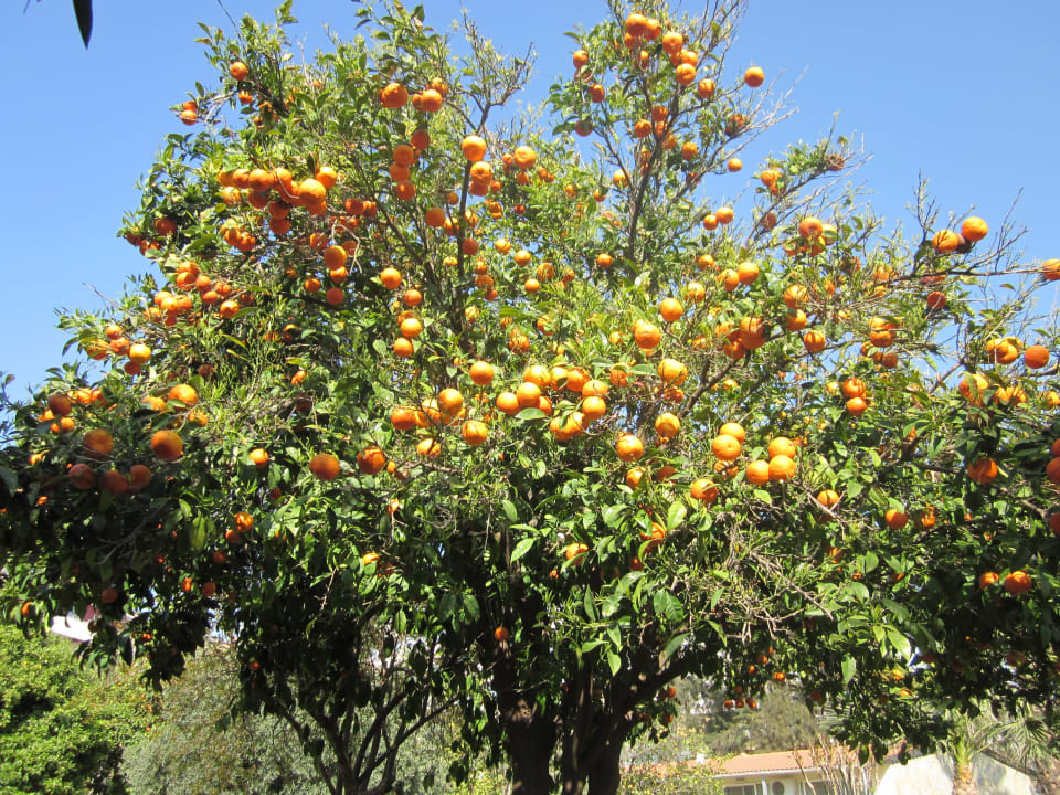 Orangenbäume im April Seher Kumköy Star Resort & Spa