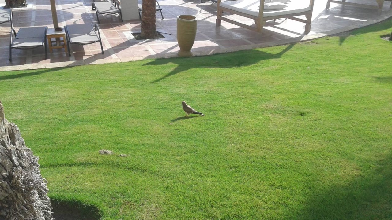 Sehr gepflegt Pickalbatros Palace Resort
