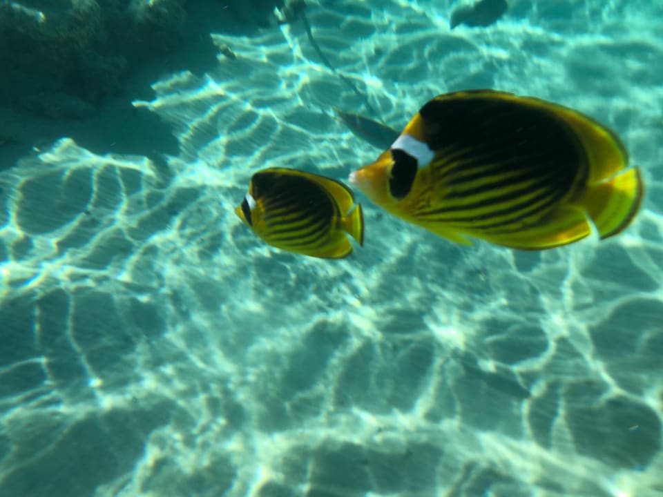 Strand Grand Waterworld Makadi