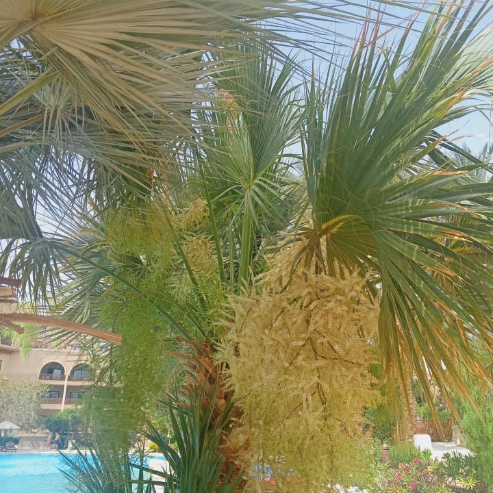 Sonstiges Makadi Palace