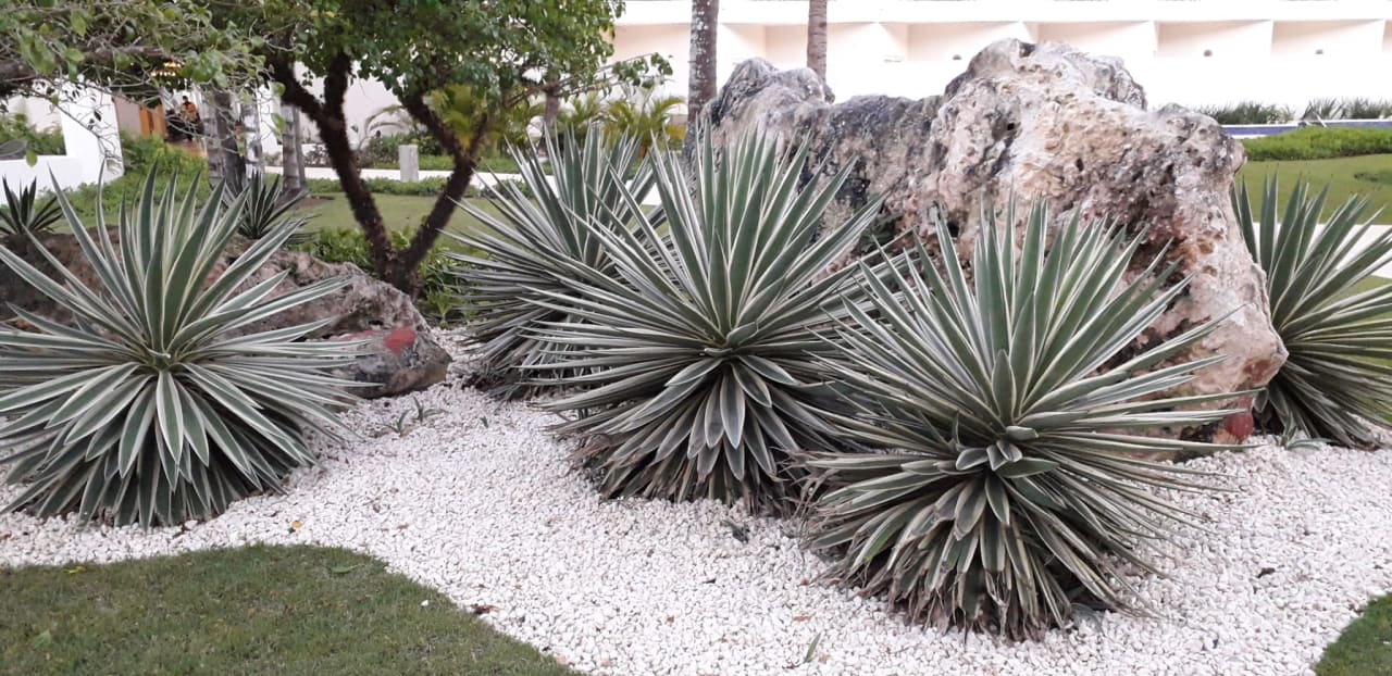 Gartenanlage Dreams La Romana Resort & Spa