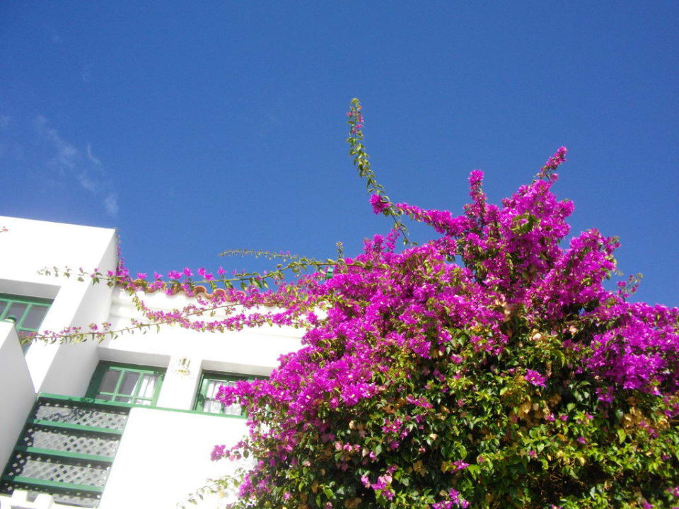 Blick in den blauen Himmel Bungalows Vistaflor
