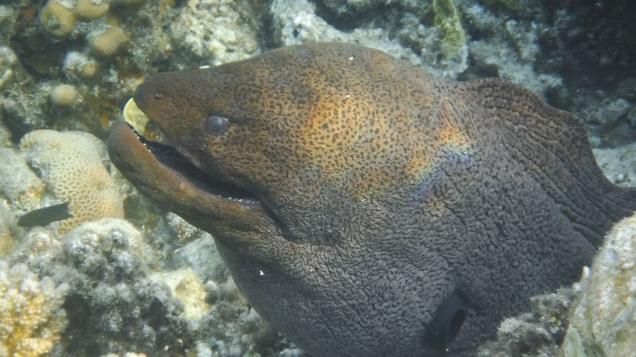 Sport & Freizeit Malikia Resort Abu Dabbab