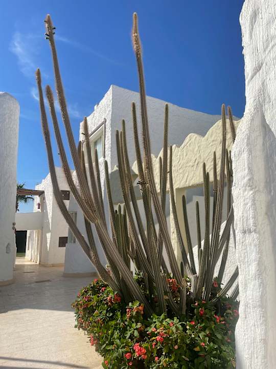 Gartenanlage Sharm Club Beach Resort