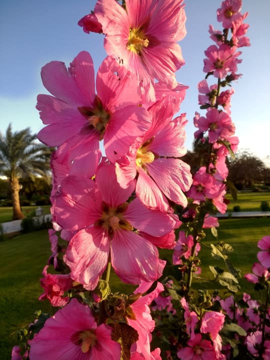 Gartenanlage Brayka Bay Resort
