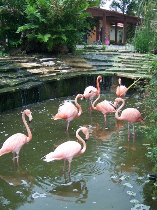Flamingos im Hotel Villas Bavaro Resort & Spa