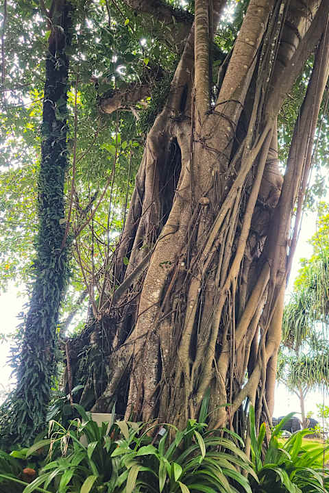 Strand Khao Lak Merlin Resort