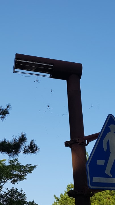 Gartenanlage Hotel Sheraton Grande Ocean Resort