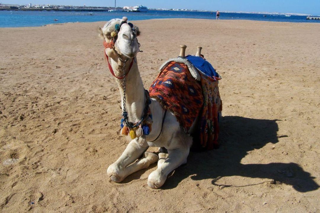 Moses Pickalbatros Dana Beach Resort - Hurghada