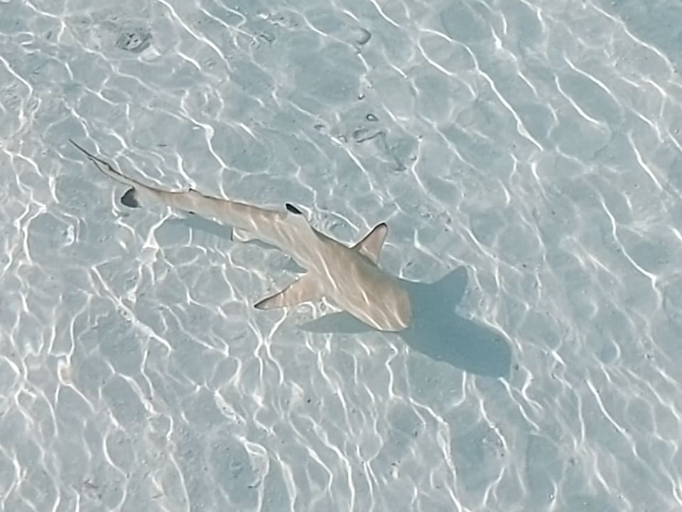 Sport & Freizeit Summer Island Maldives