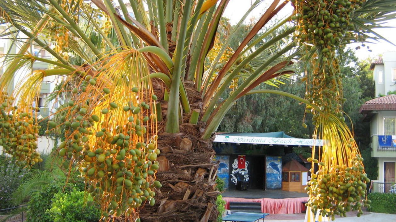 Schöne Dattelpalme Hotel Gardenia Beach