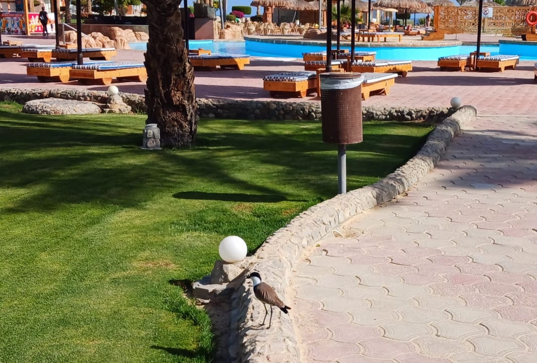 Gartenanlage Three Corners Sea Beach Resort