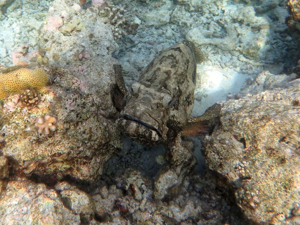 Auf der Jagd in Lauerstellung Diamonds Thudufushi