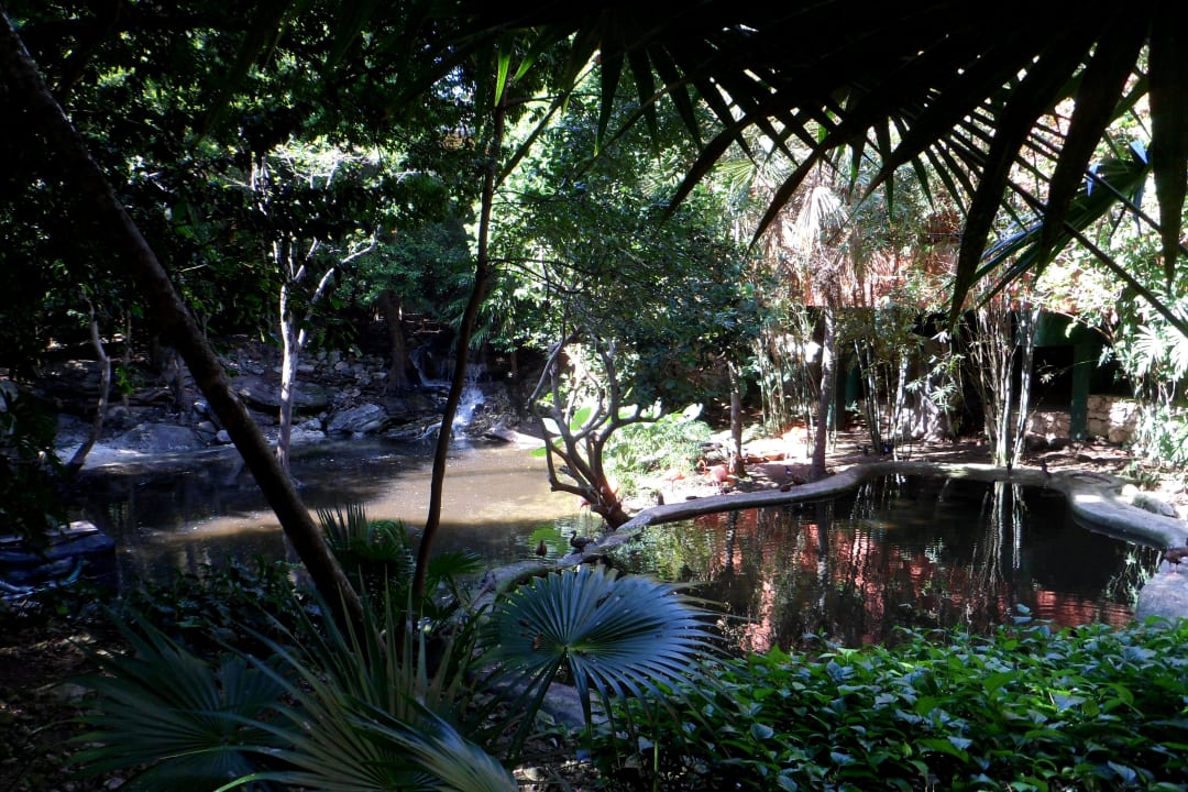Flamingoteich Iberostar Waves Tucan