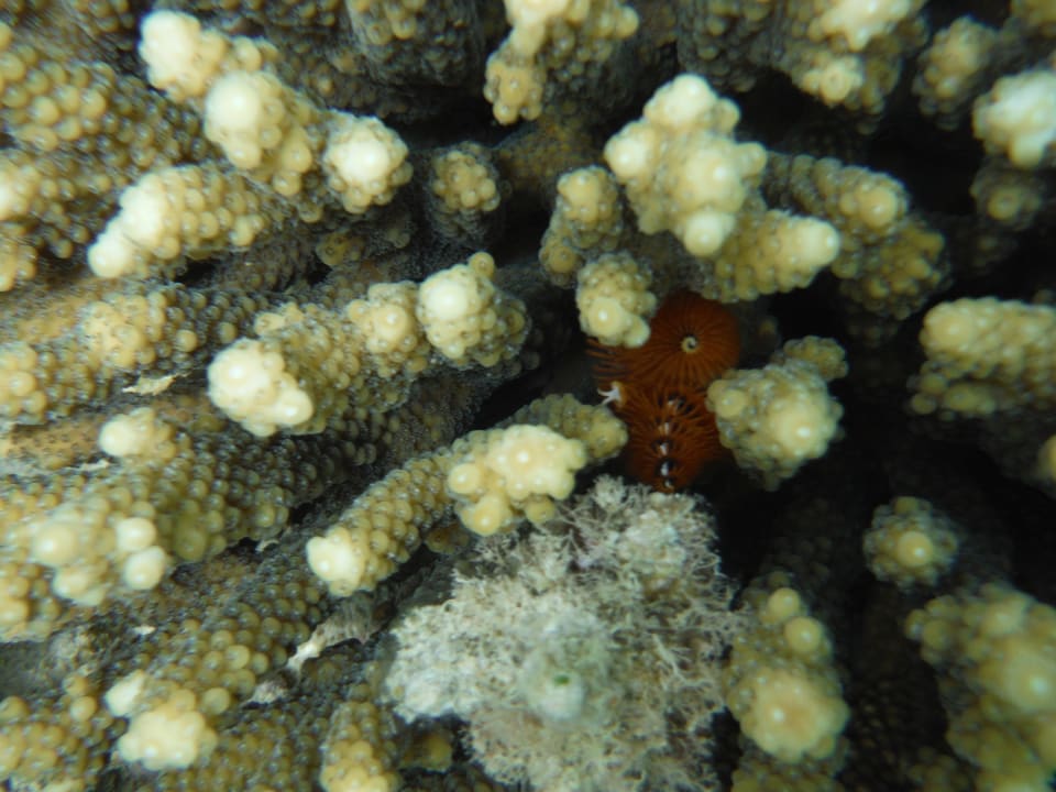 Hausriff Cleopatra Luxury Resort Makadi Bay