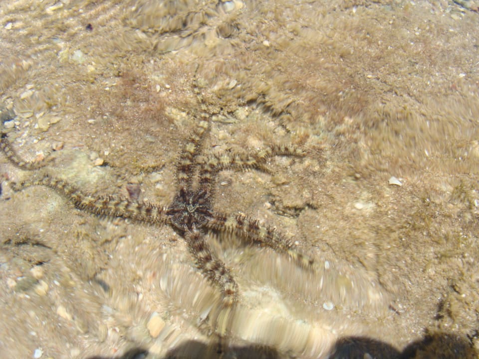 Mała ośmiorniczka  Desert Rose