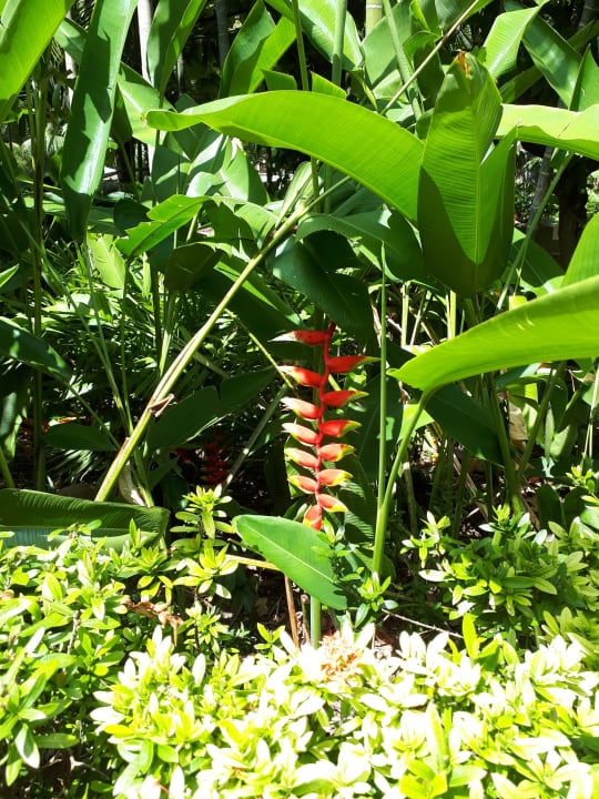 Gartenanlage The Fair House Beach Resort