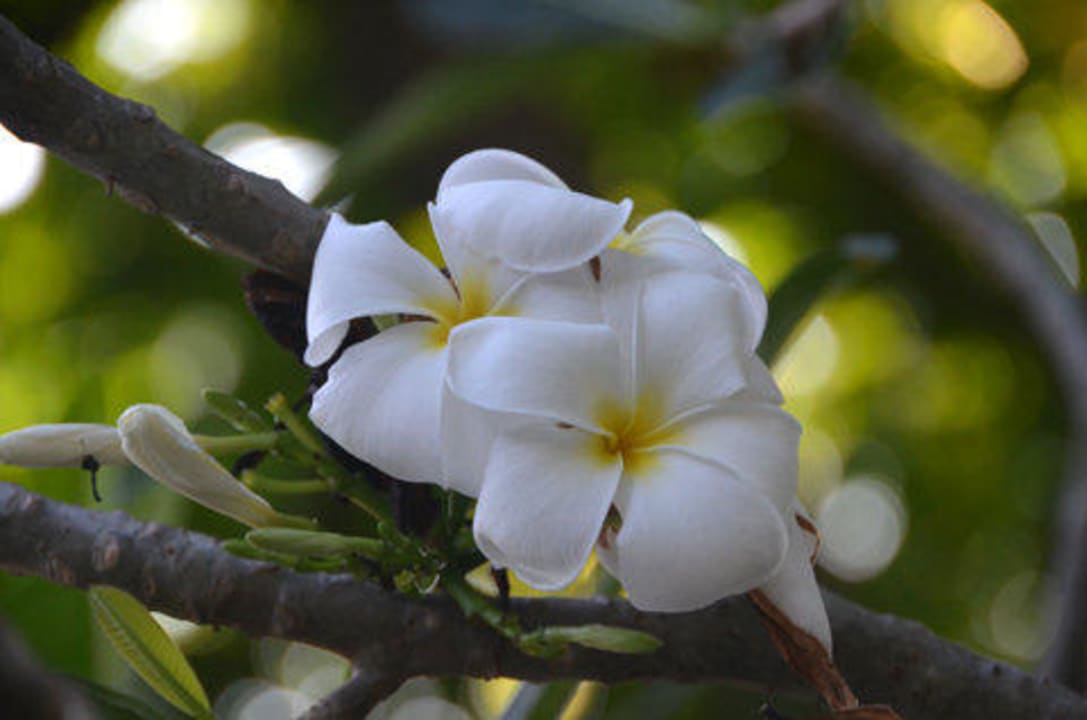 На территории отеля Palita Lodge