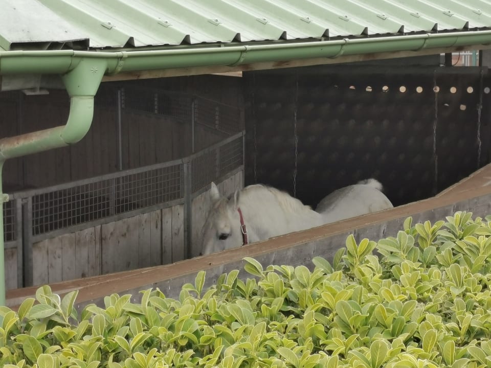 Sport & Freizeit Hotel Reiters Supreme