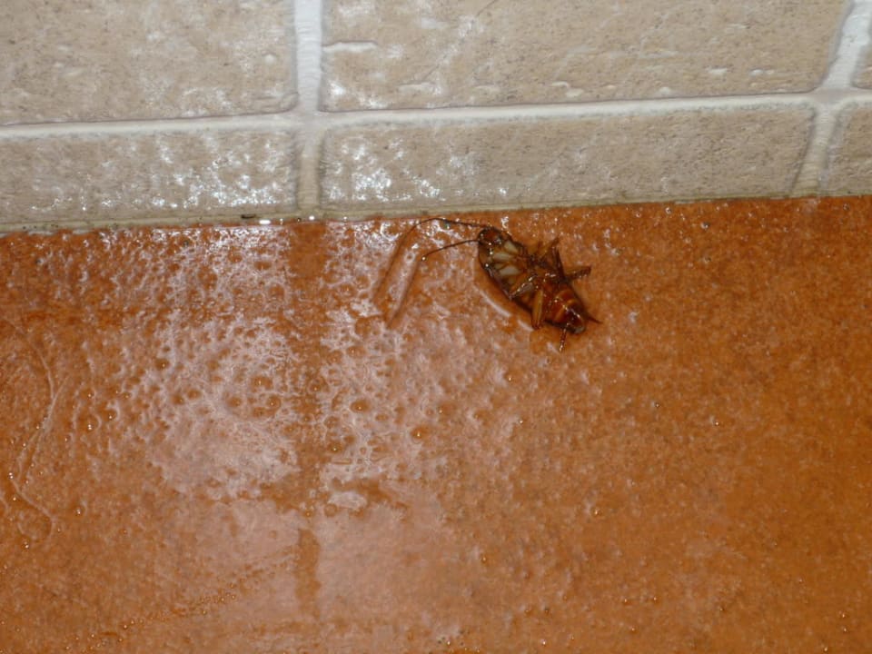 Kakerlake im Badezimmer Hotel Best Siroco