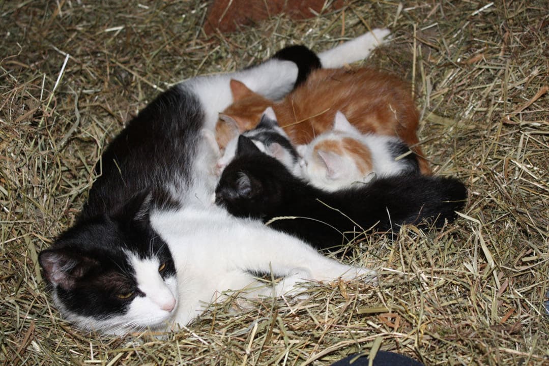 Katzenmama mit ihren Babys Schlosshof - der Urlaubsbauernhof