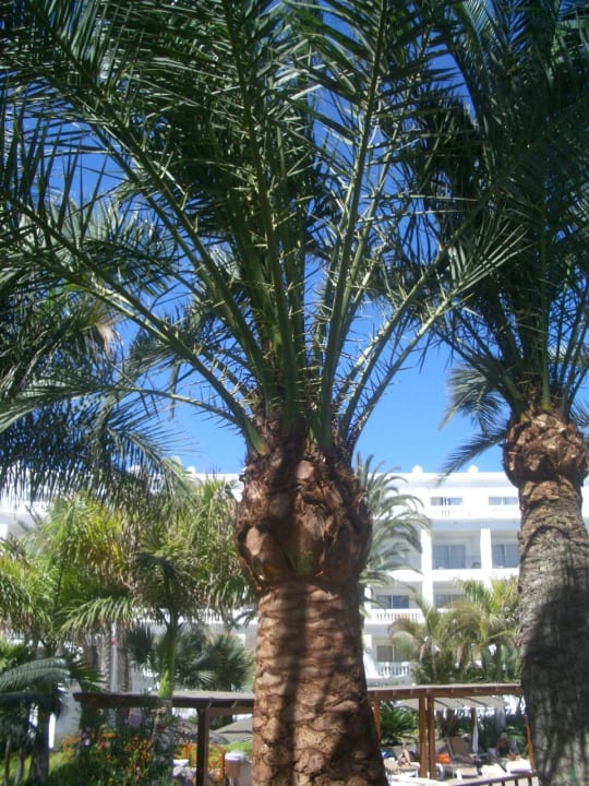 Tolle Palmen Hotel Riu Palace Maspalomas Adults Only