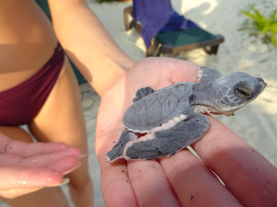 Sonstiges Kuredu Island Resort & Spa