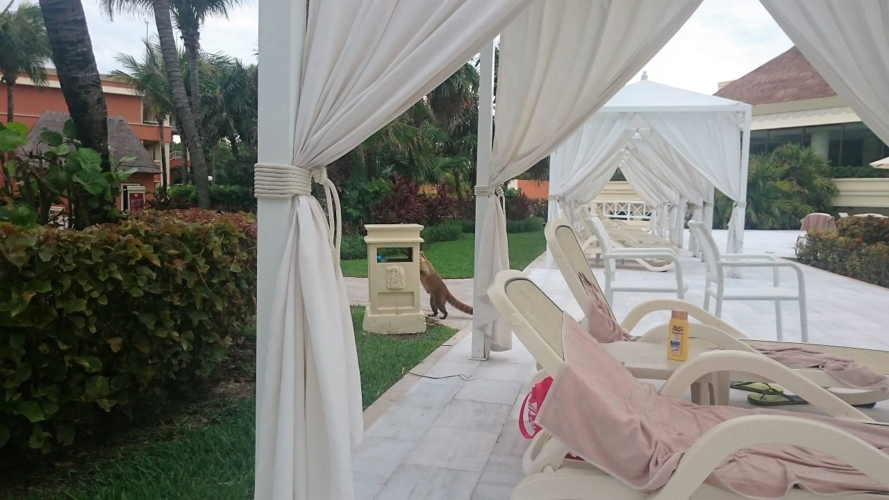Nasenbär zu Besuch Bahia Principe Luxury Akumal