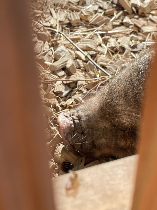 Sport & Freizeit Sonnhof Alpendorf - Adults only